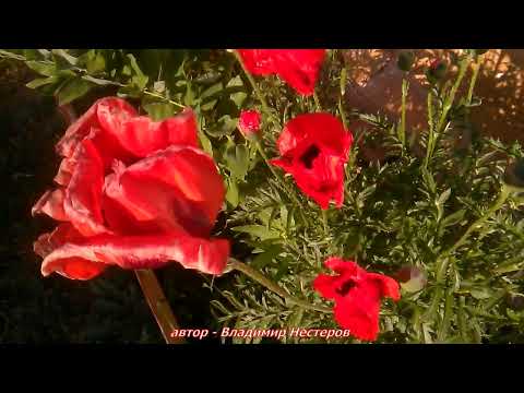 Видео: Футаж. Садовый МАК и пчёлы и шмели - Середина цветения мака