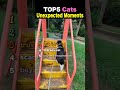 TOP5 Cats Unexpected Moments