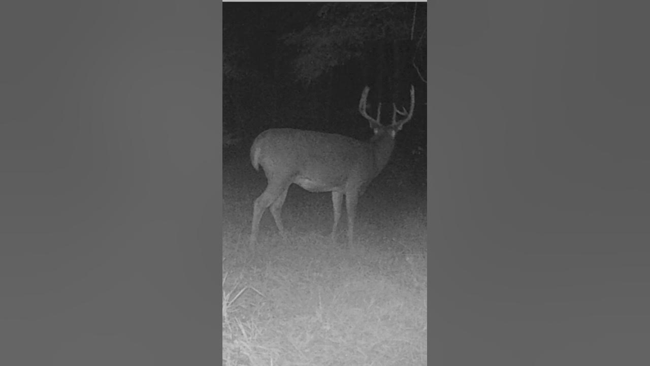 All The Deer deer trailcam hunting humor bigdeer YouTube all-the-deer-deer-trailcam-hunting-humor-bigdeer-youtube