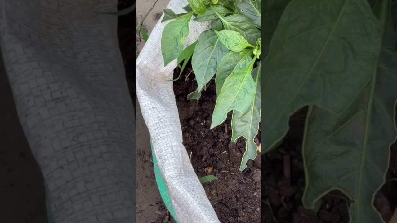 26/500🌿series#capsicum#