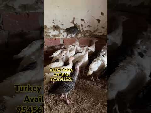 Turkey chicks Available 9545688258