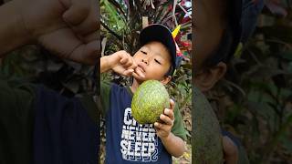 Buah Sirsak Liar Nongol Depan Rumah! Siapa Taruh?! 🍈