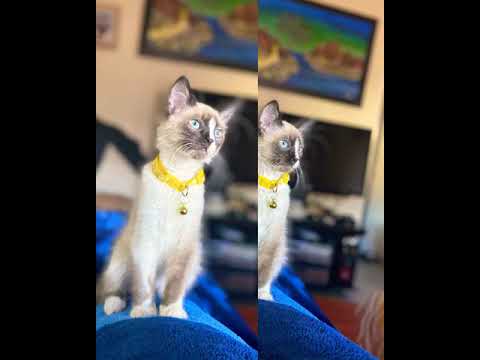 Vídeo: Snow Shoo Cats: Característiques De La Raça