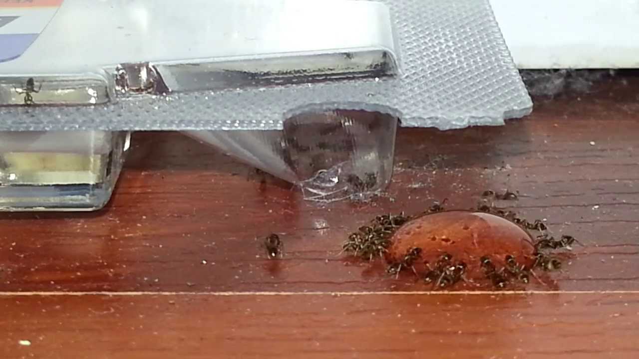 Terro Liquid Ant Baits in Action (Extreme Closeup) - YouTube