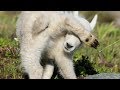 Watch these FUNNY SHEEP and have your LAUGH OF THE DAY! - Funny SHEEP compilation