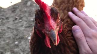 Red  My Therapy Chicken