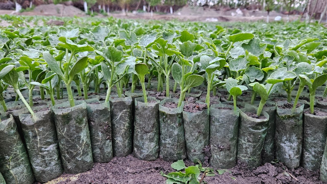 №9 🍉Тарвуз кўчат экиш. Tarvuz ko'chat ekish.