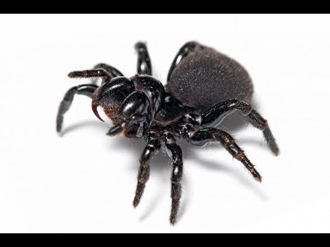 Самые ядовитые пауки мира. ТОП-5.