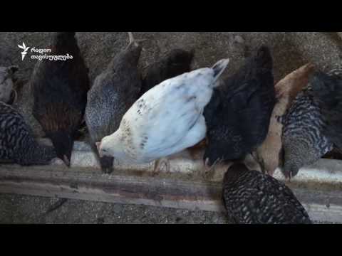 კოოპერატივები ზუგდიდში