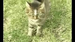 Cat Destroys Dog!