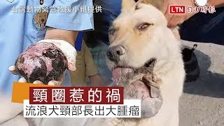 驚！流浪犬頸部長出大腫瘤竟是頸圈惹的禍(台灣動物緊急救援 ... 