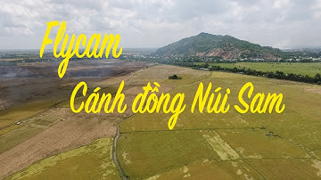 Vẻ đẹp ngất ngây của cánh đồng lúa chín Núi Sam Châu Đốc
