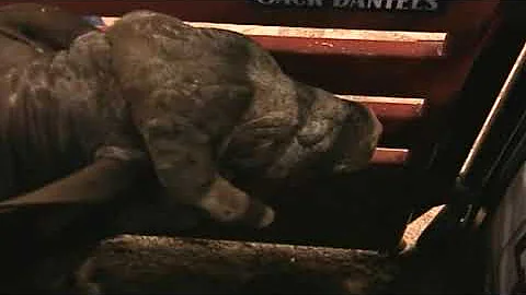 Neon Nights bucks Cory Rasch - 05 PBR Finals