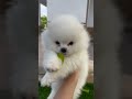 Before you get a Pomeranian… WATCH THIS 😭 #funny #cute #hamachi #funnydogs #pomeranian #smalldog
