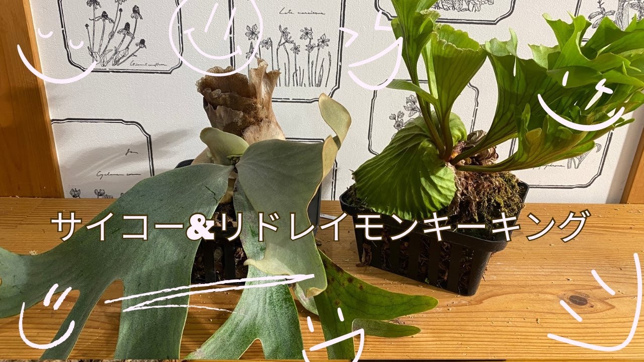 サイコー＆リドレイモンキーキングボール仕立て ビカクシダ板付け
