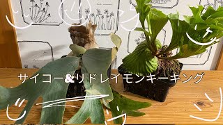 サイコー＆リドレイモンキーキングボール仕立て ビカクシダ板付け