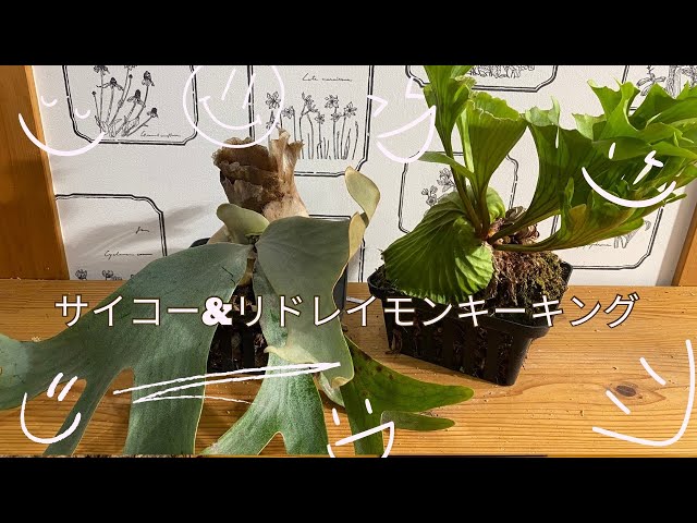 サイコー＆リドレイモンキーキングボール仕立て ビカクシダ板付け