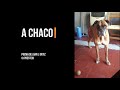 a Chaco, mi perro