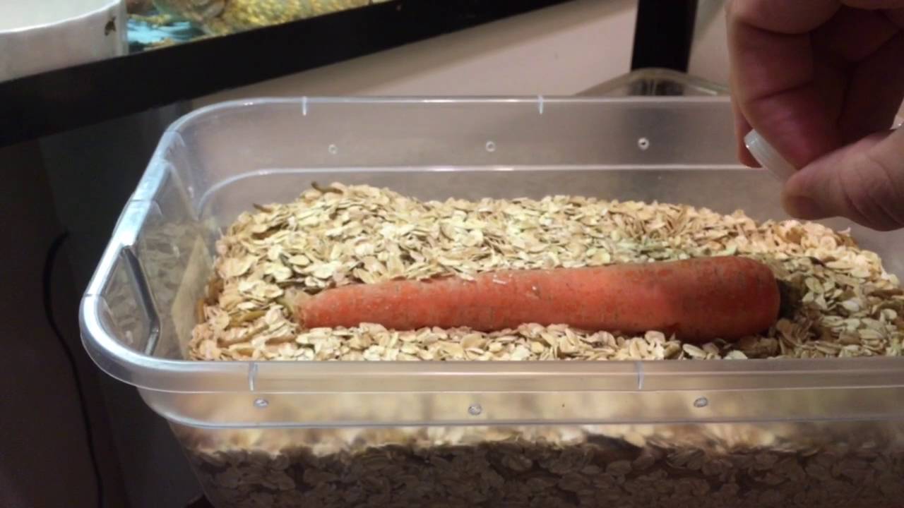 lizard skin grips UPDATE: On my Leopard Gecko babies