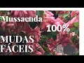 mussaenda  aprenda fazer mudas passo a passo