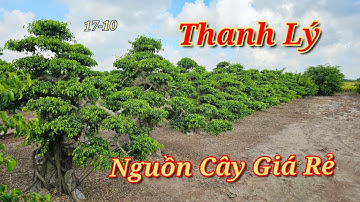 Giới Thiệu 2 Nguồn Cây Cảnh Giá Rẻ - Thanh Lý Hết Cây Vườn Cũ Phong Sơn
