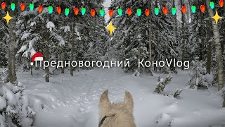 Верхом по зимнему лесу | Украшаем конюшню к новому году 🎄