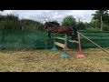 Cheval  vendre  cheval3 ans  equirodicom