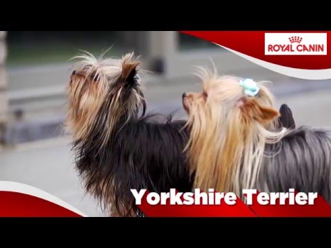 Video: Yorkshire Terrier: Kenmerken Van Karakter En Gedrag