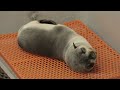 Baby Northern Fur Seal