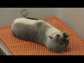 Baby Northern Fur Seal