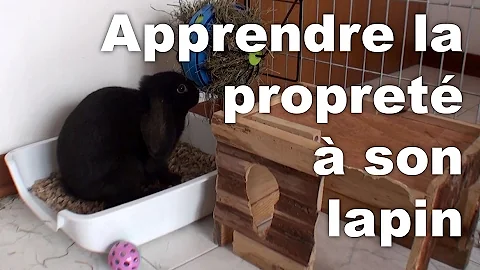 Comment faire devenir son lapin propre ?