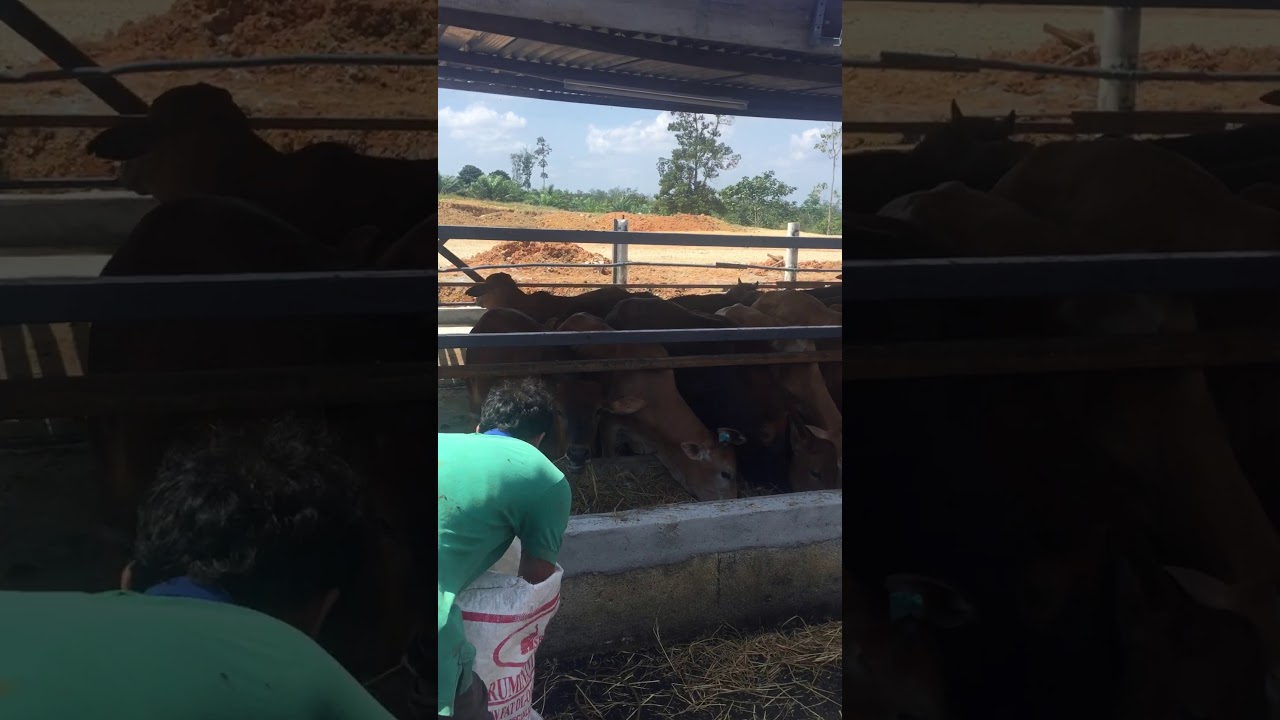 Lembu Fidlot korban 2020 