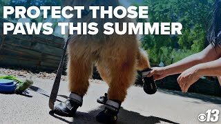 How to protect your pet's paws this summer