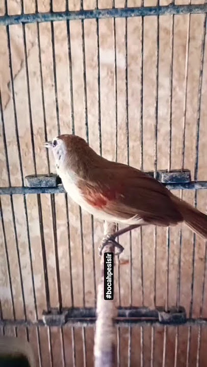 suara pikat Tepus pipi perak  birahi #birds #call #tepus_pipi_perak