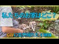 【保護犬 子犬】また...??子犬が捨てられてる...??