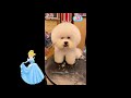「絶対に笑う」あり得ないことをする犬★おもしろい犬のハプニング, 失敗画像集 #29
