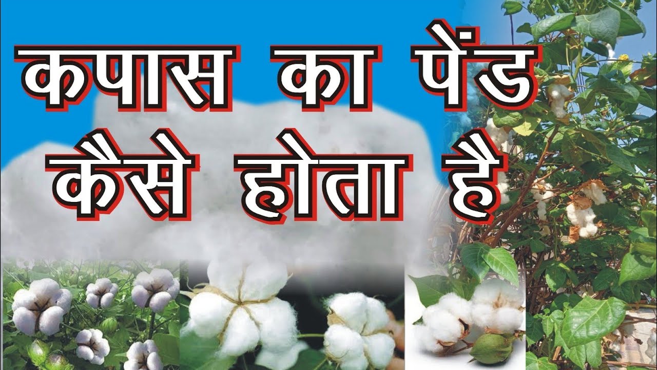 कपास का पेड़ कैसा होता है kapas ka ped Kaisa hota hai new video virel