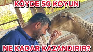 Koyunculuk Karlı mı? 50 Koyunla Köyde Ne Kadar Kazanılır?
