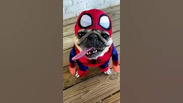 My Spider-Pug Video Hit 100M Views on YouTube!! 🕷