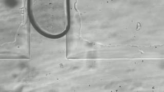 On demand microfluidic droplets