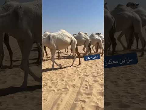 مزاين معكاز