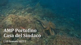 AMP Portofino  Casa del Sindaco (28012023) granceola polpo aragosta cernia noride dipinto murena