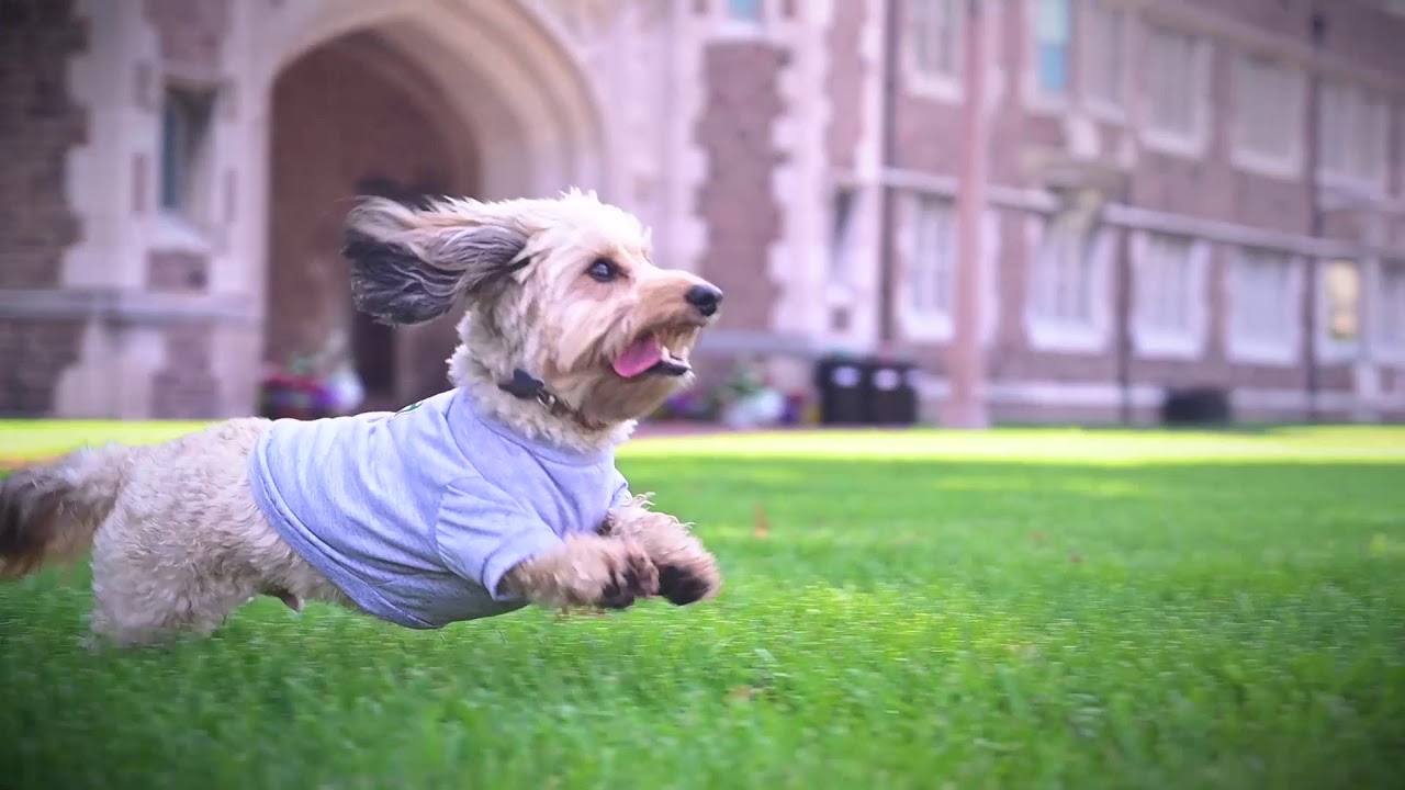 WashU Pets Washington University YouTube