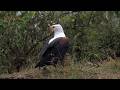 The African Fish Eagle Call: Exploring the Voice of Africa