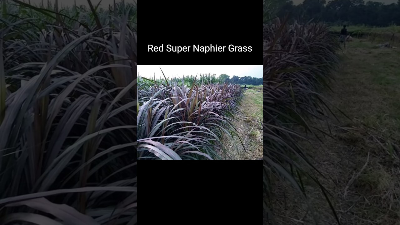 Red Super Naphier Grass 