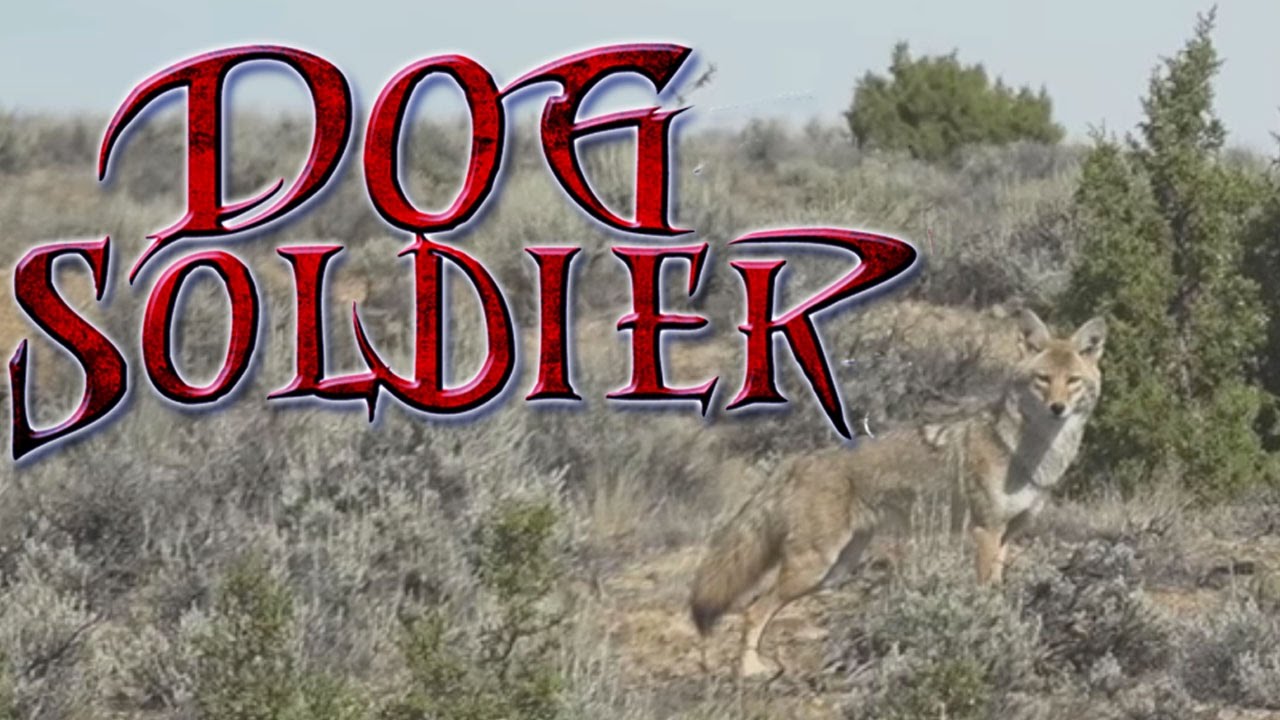 coyotes in Kansas and Colorado! Coyote hunting and predator calling at