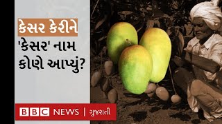 Gir Mango સલભઈન આબડ કવ રત કસર કર બન? જનગઢ-ગરન કસર કરન અજણય ઇતહસ