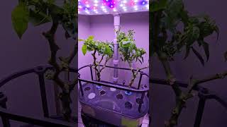 161-Day Hydroponic Sweet Pepper Journey Lesya Peppers On Probation