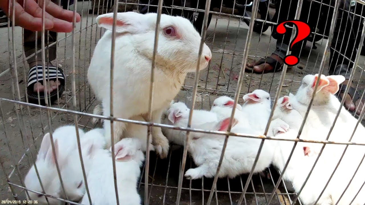 বড় খরগোশ পরিবারের দাম জানুন Rabbit family price Bangladesh YouTube