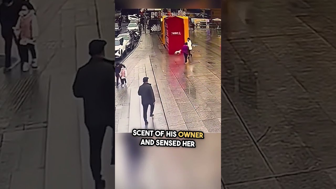 Lost Dog S Emotional Reunion With Owner Caught On Camera Watch Till The End Shorts